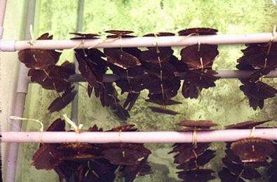 shells with algae in cultivation