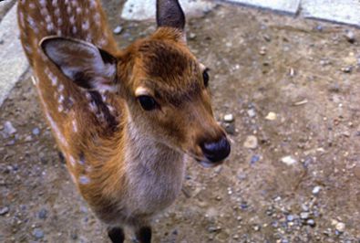 deer at Nara