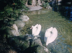 Swans