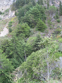 Redwoods along slopes