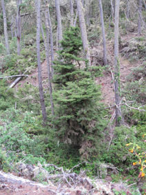 Gowen cypress
