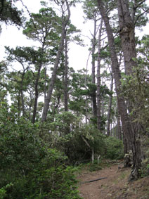 Monterey pines