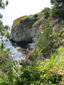 coastal vegetation