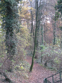 forest between Rolduc and the border