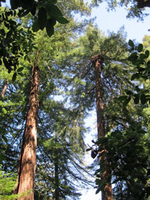 Big Sur coast redwoods