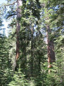 giant Sequoias