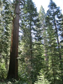 giant Sequoias