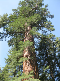 upper part of giant Sequoia