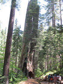 giant Sequoia with tunnel