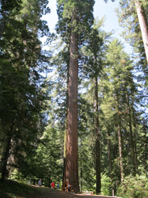 giant Sequoia
