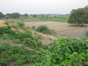 irrigated fields