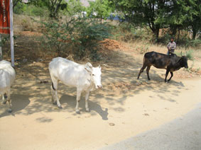 cows by road
