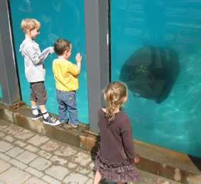 kids with walrus