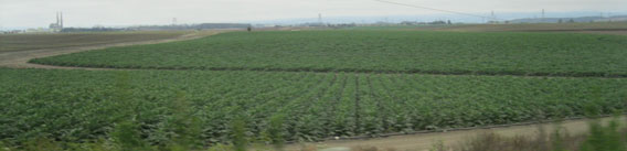 artichoke fields near Castroville