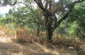 oak and poison oak