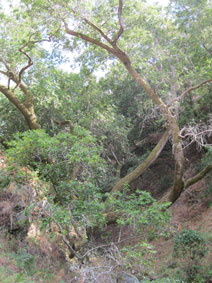 trees of the Coast Range