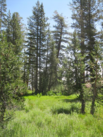 on the trail near May Lake