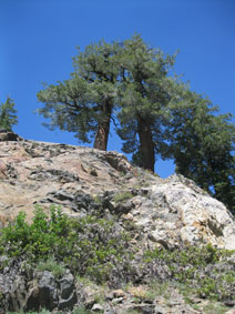 trees and rocks