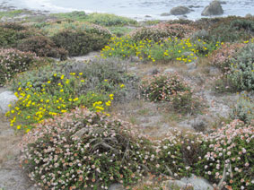 coastal wildflowers