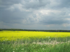 fields of rapeseed