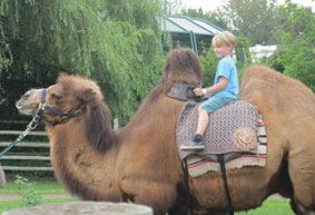 Camel ride, Benji