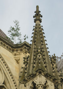 Reims Cathedral, tree in roof