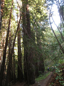 Garland Park redwoods