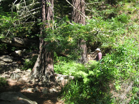 Garrapata Canyon redwoods
