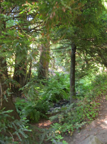 Garrapata Canyon redwoods