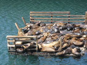 Monterey Fishermans Wharf seals