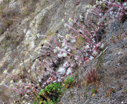 Point Lobos succulents on a cliff