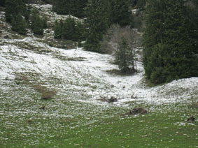pasture with chamois