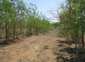 agroforestry