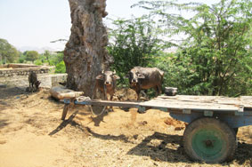 buffalo and cart