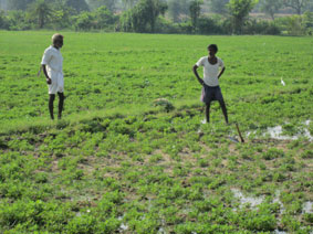 farmers irrigating