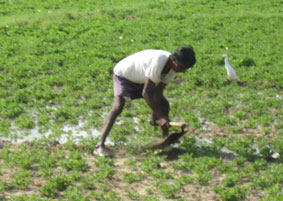 farmer irrigating
