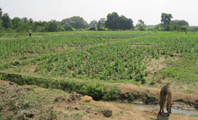 irrigated field