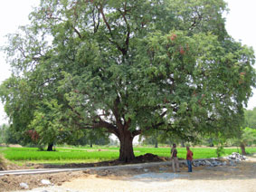 tamarind tree