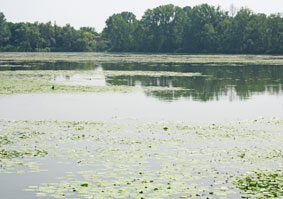 water lilies