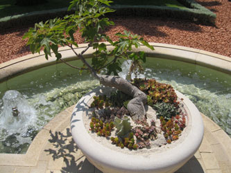 bonsai on upper terraces