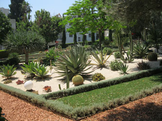 cactus garden by Pilgrim House