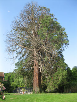 giant Sequoia