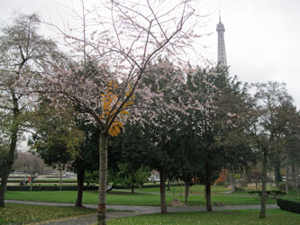 Trocadero Gardens blossoms in December