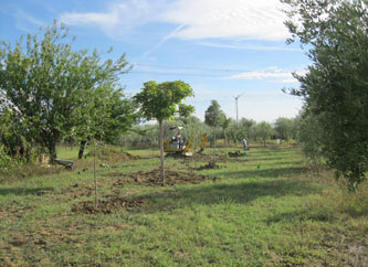 newly-planted trees
