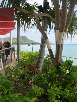 Honolulu, Waikiki