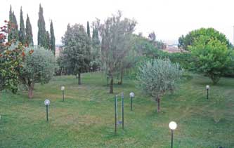 Pontedera garden