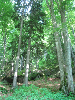 forest in Vitosha Park