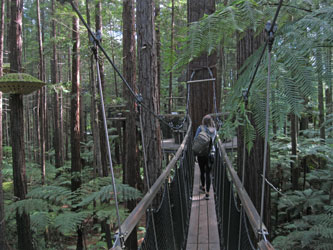 Redwood walkway