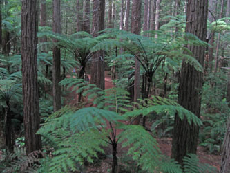 Redwood walkway