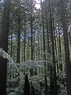 Redwood walkway